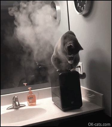 Funny Cat GIF • Clever Cat  gets himself a good steam bath with the new humidifier [ok-cats.com]