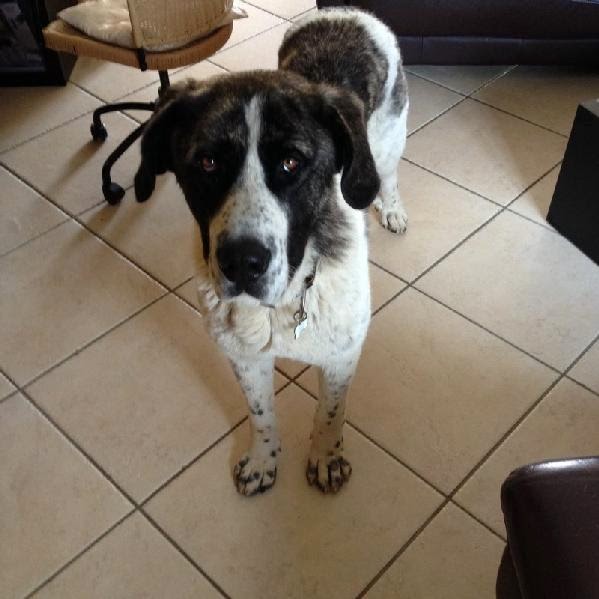 NEUE HUNDE IN FRANKREICH ADOPTIERT