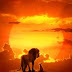 The Lion King 2019 720p HDTC x264 mkv mp4 Direct Download