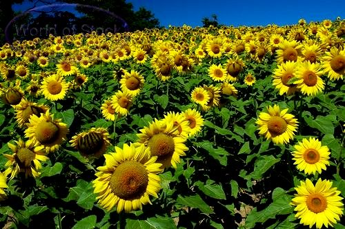  Gambar  Bunga  Matahari  Gambar  Terbaru Terbingkai