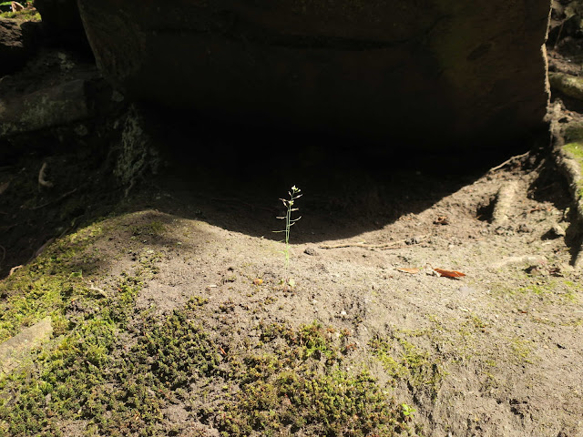 Tiny Shepherd's Purse amongst rocks at entrance to People's Park, Halifax, West Yorkshire, England.