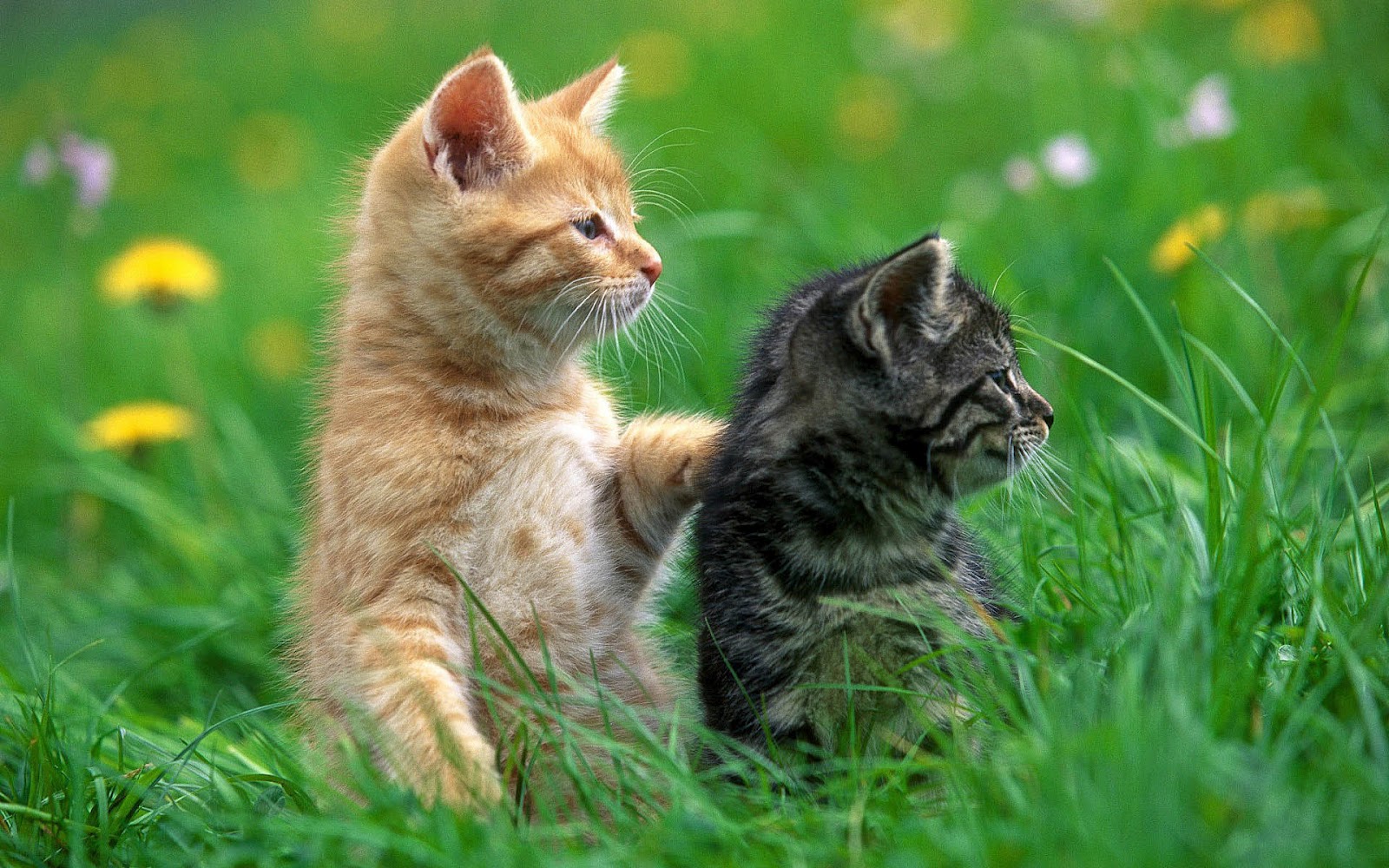 Two Cats In The Grass All Best Desktop Wallpapers