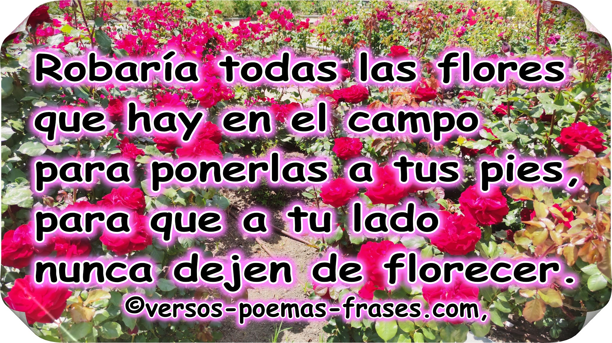 VERSOS Y POEMAS DE AMOR VERSOS CORTOS DE AMOR 10 Nunca%2Bdejen%2Bde%2Bflorecer