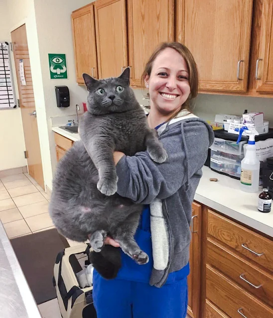 Obese large gray cat with smiling woman who carries the cat