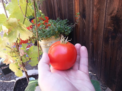 Tomato in the palm of my hand