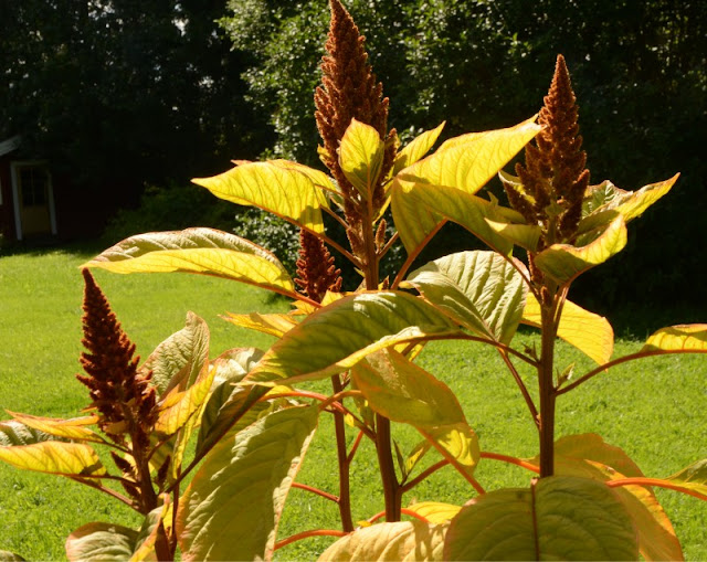 Amaranthus.JPG