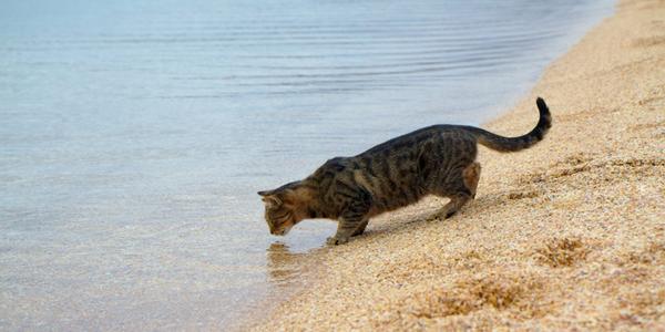 القطط من الحيوانات التي تستطيع شرب مياه البحار المالحة