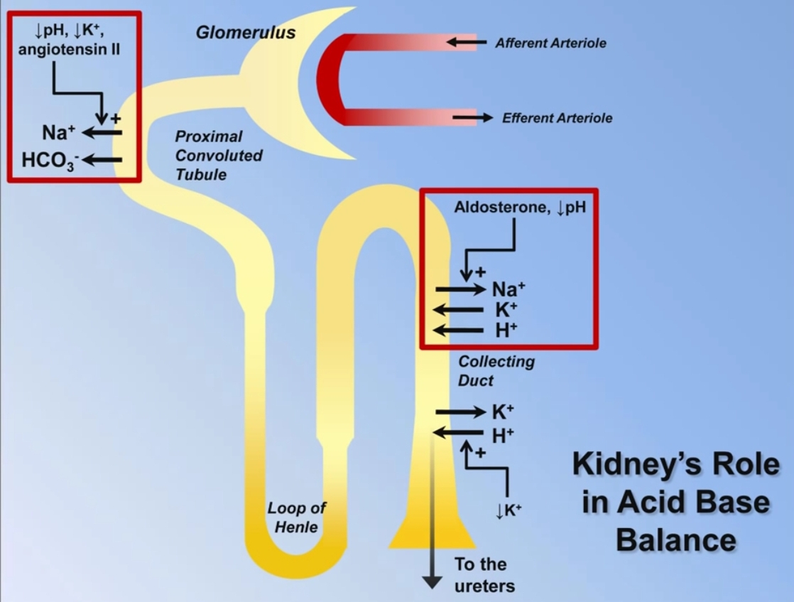 The Icebreaker Contraction Alkalosis
