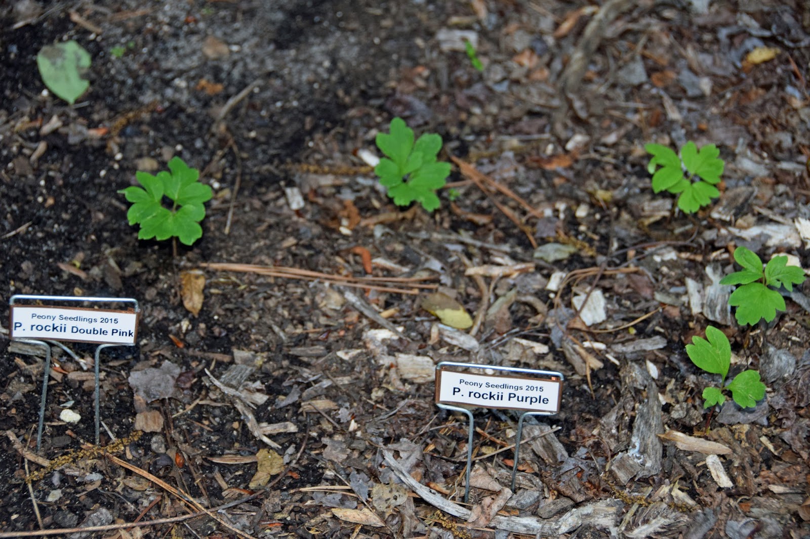 Southern Peony 2017 Tree Peony Seeds from Canada Sprout!