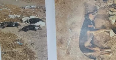 Envenenan en Caborca a 32 perros