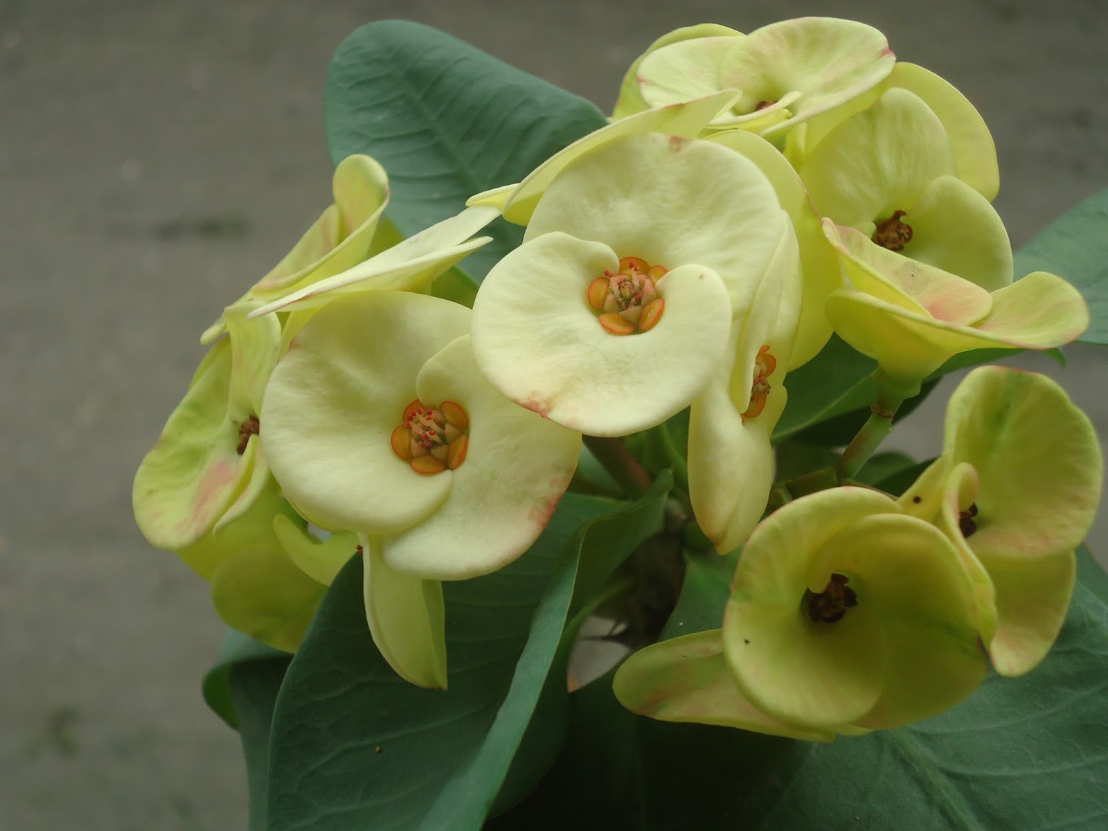 Get Rumah Cantik Nitri Bangkinang Background