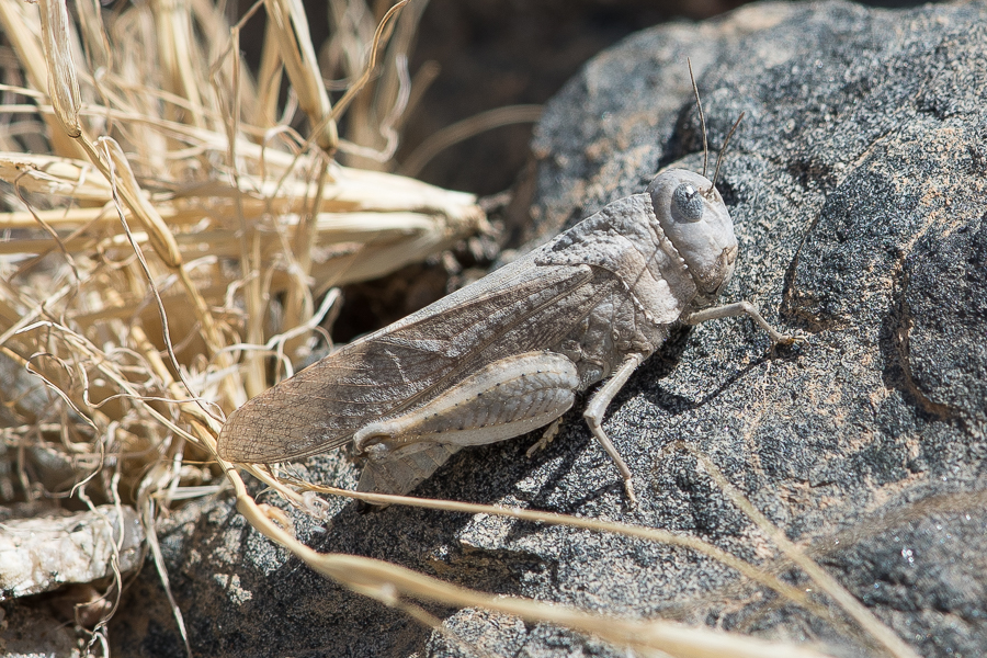 Desert Locust 