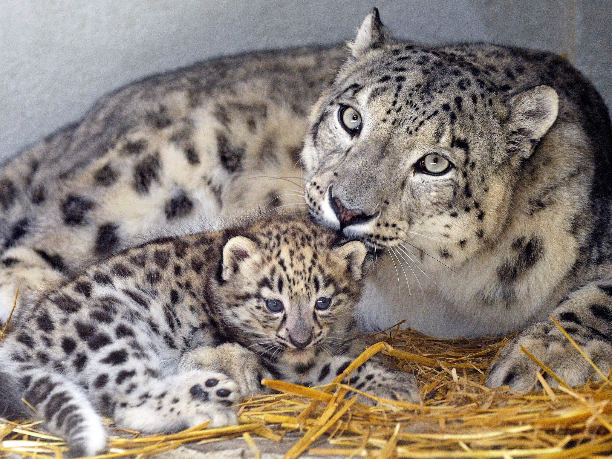 снежный барс ирбис. - снежный барс (panthera uncia. леопард снежный барс ягуар. ирбис детеныш. дети ирбиса.