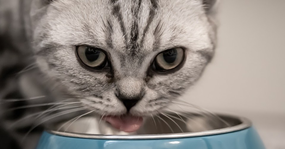 En Yaygın Kedi Maması Alerjenleri