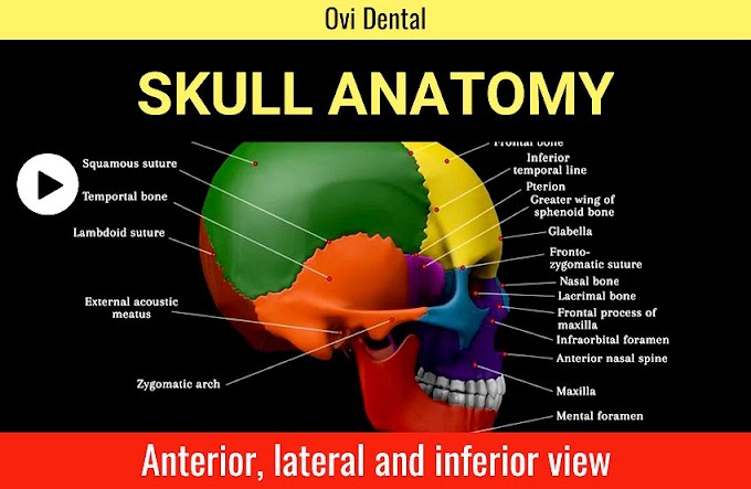 SKULL ANATOMY: Anterior, lateral and inferior view