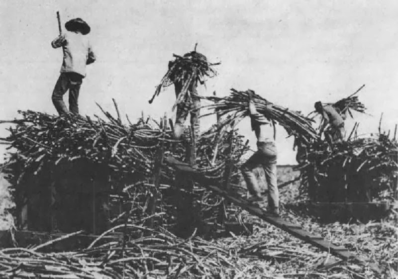what did the chinese bring to hawaii what did the chinese bring to hawaii