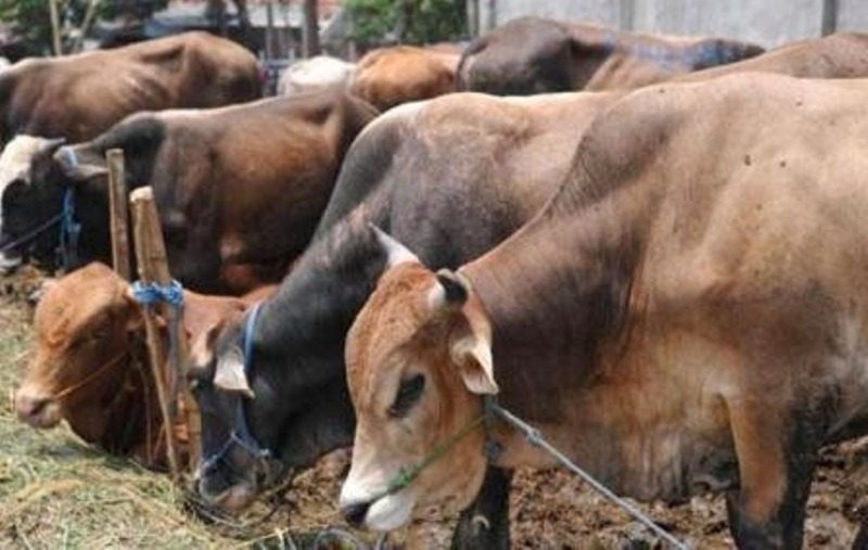 Gambar 3: Hukum Menyembelih Qurban, Wajib atau Sunnah?