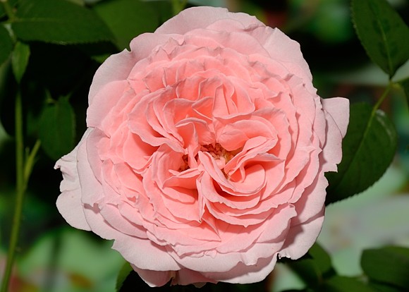 Laurent Cabrol rose сорт розы фото  
