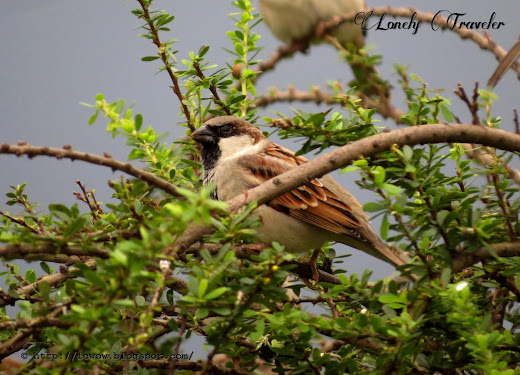 House sparrow - Passer domesticus
