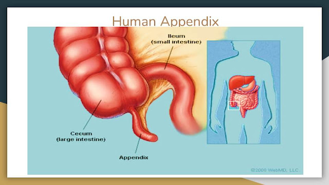 Appendix, termed as “Useless”, Works silently!!!