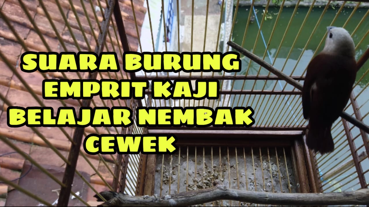 Info Hobi Gaya Hidup Gosip Tutorial Keren dan Asyik: VIDEO Suara Alam Asli Burung Emprit Kaji Belajar Nembak Ngerol