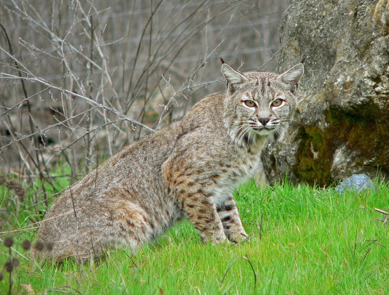 Keep Your Cats Inside Bobcat Fever