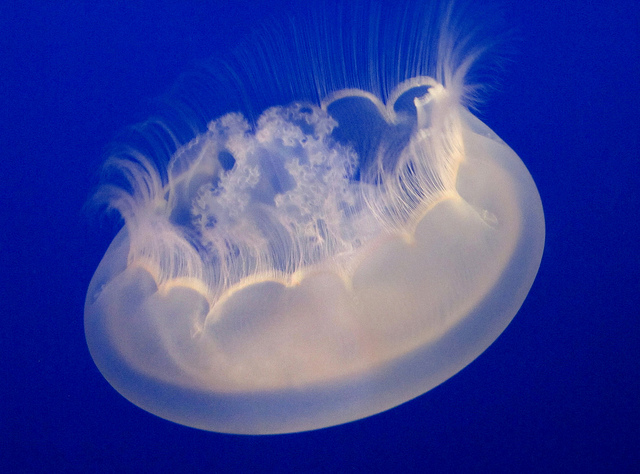 Gambar arus laut dunia dan penjelasannya