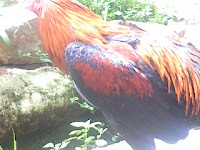 punggung ayam