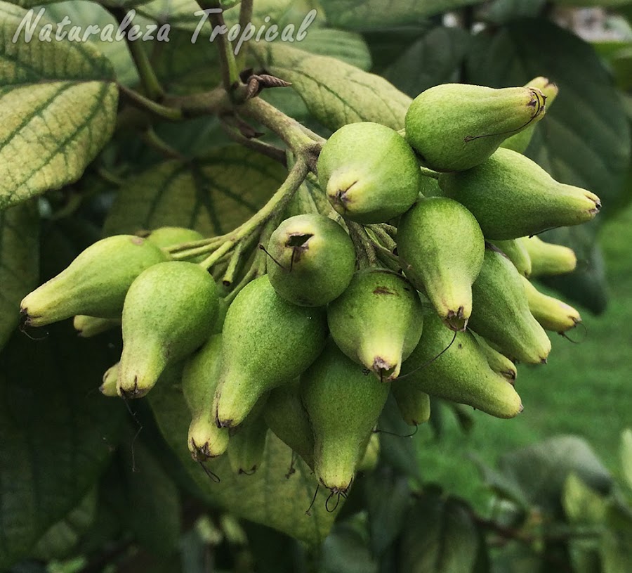 Frutos inmaduros del Árbol o Arbusto Nomeolvides, Cordia sebestena