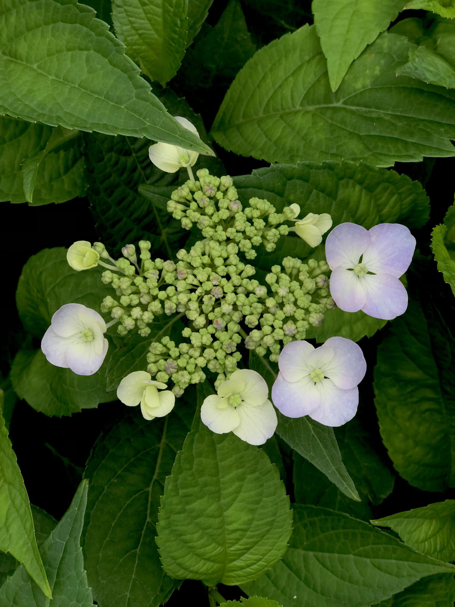 Content in a Cottage Lacecap Hydrangea at My Cottage