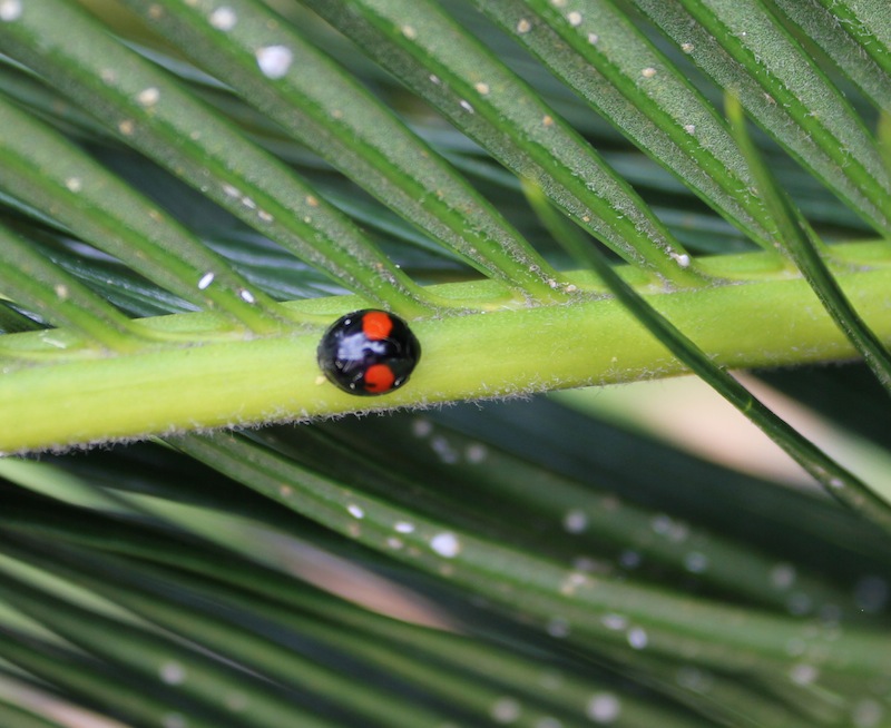 Sarcastic Granny: Wordless Wednesday - Bugs