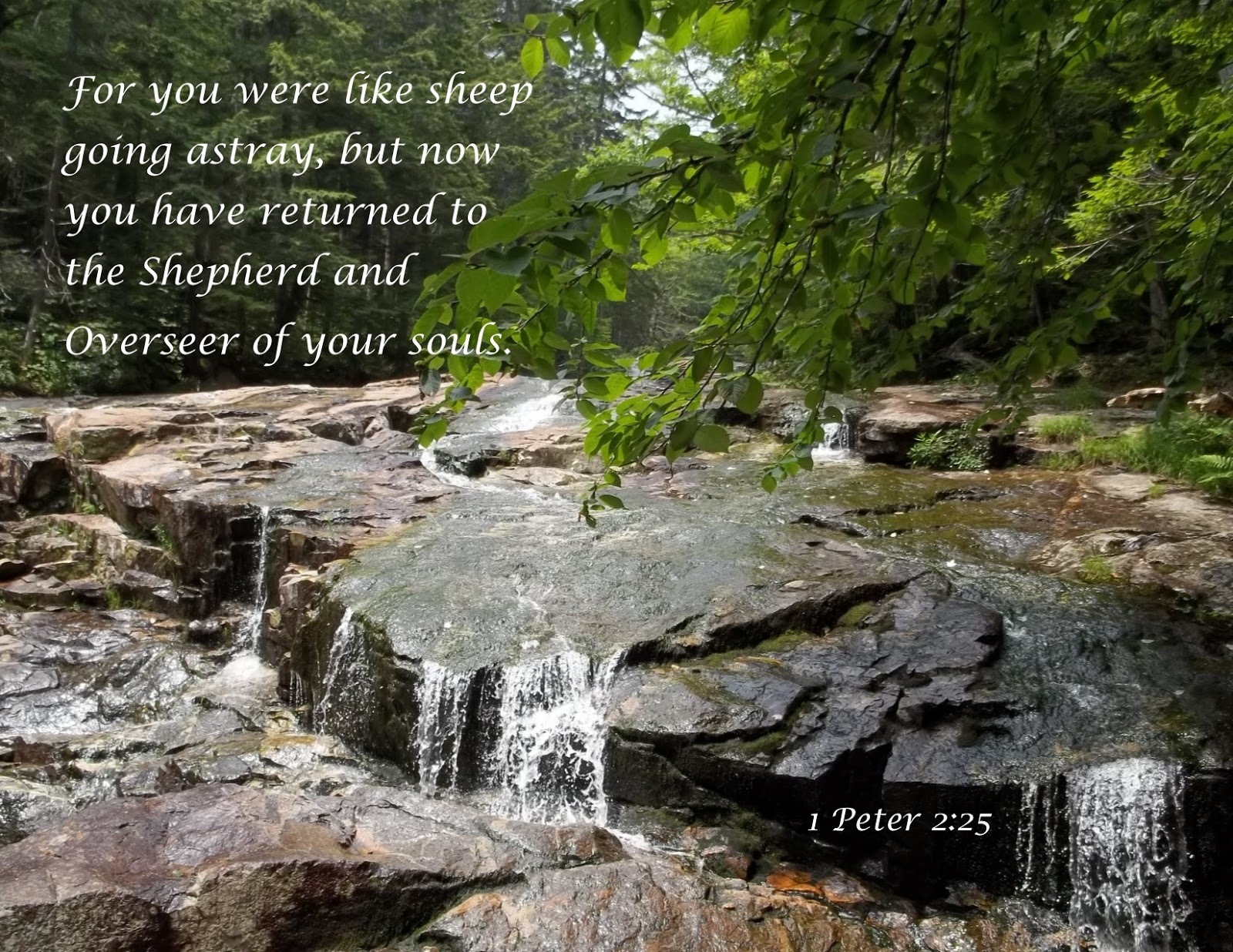 Scarlet Robe Scripture Verses 1 Peter 225