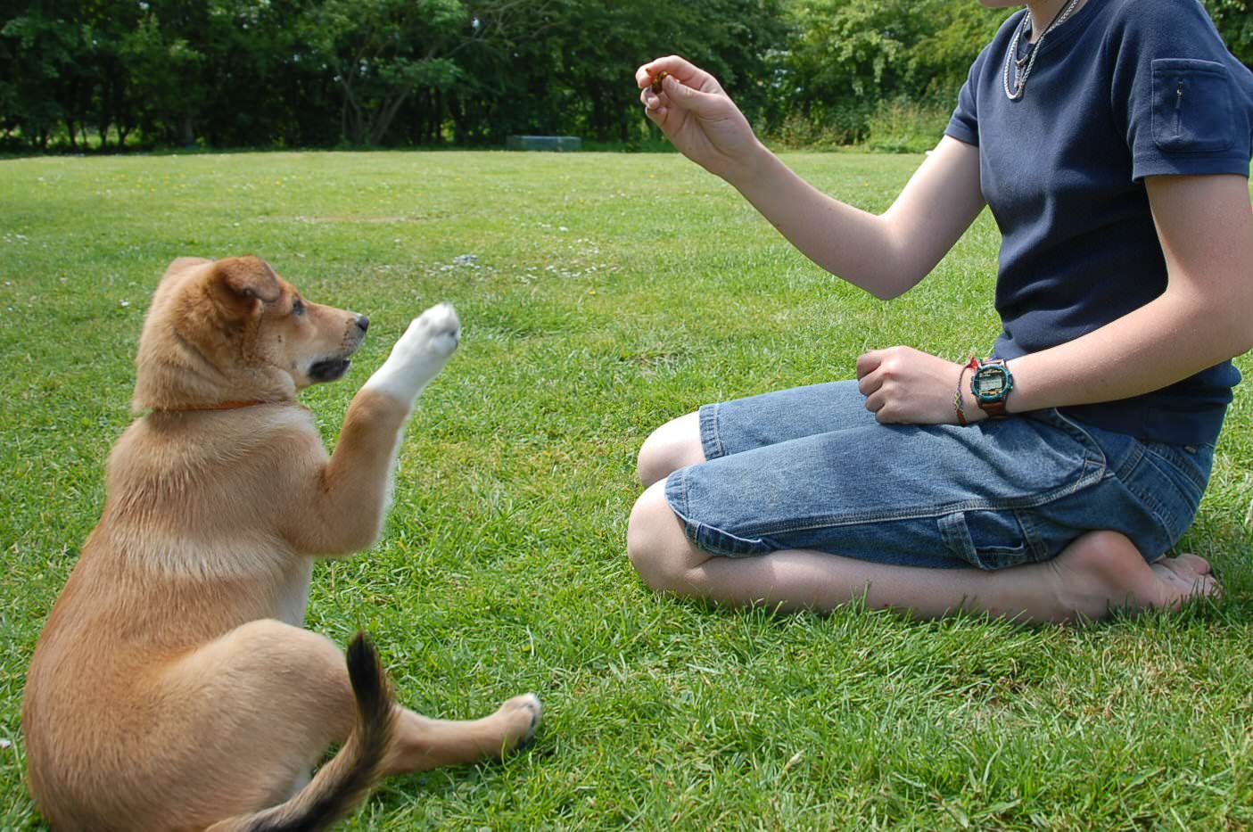 Dog Training Tips Puppy Training Classes and Videos How To Choose Dog Training Tips Puppy Training Classes and Videos How To Choose