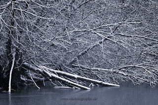 Naturfotografie Winterlandschaft Lippeaue Wildlifefotografie