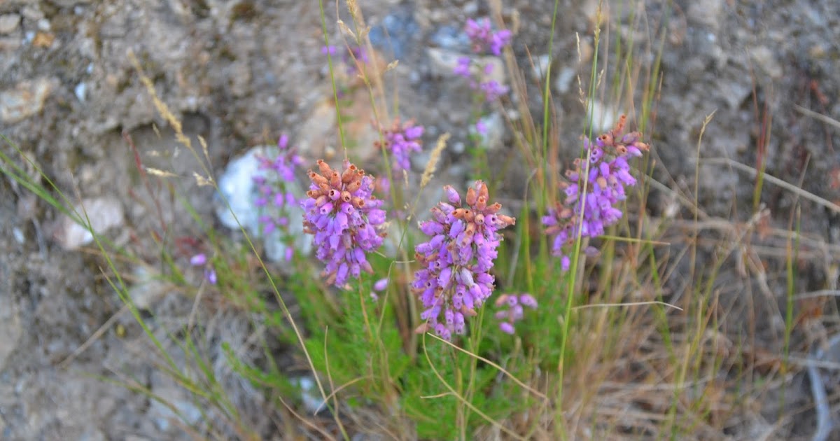 En FLE donnant... LÉO FERRÉ chante GUILLAUME APOLLINAIRE L'Adieu