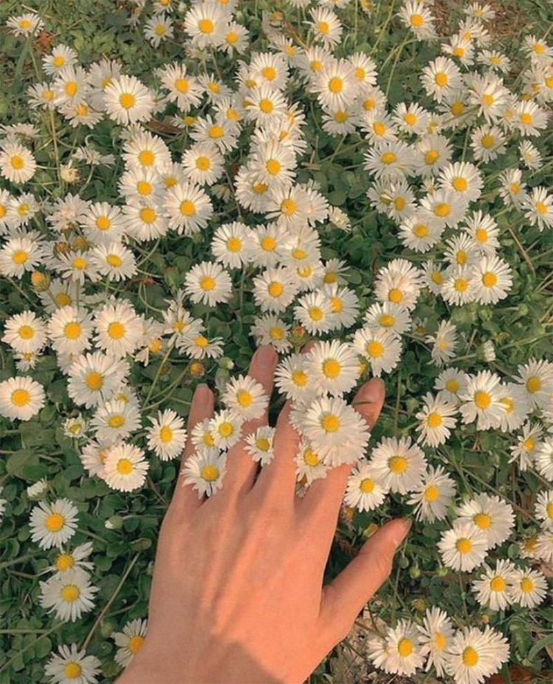 Late-Spring Inspiration | Coming Up Daisies