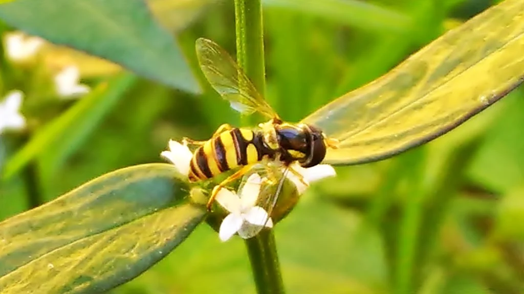 serangga penghisap madu