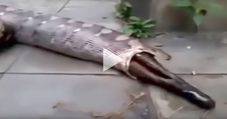 Ahas, isinuka ang malaking kambing na kanyang nakain