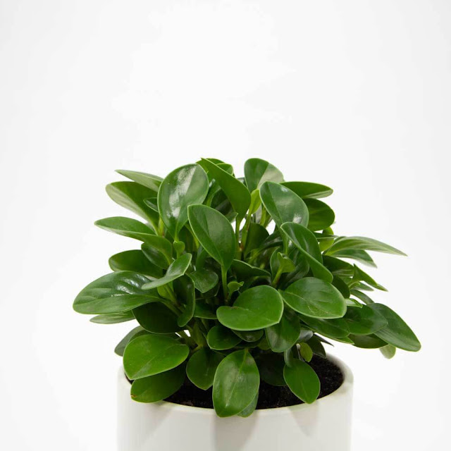 Peperomia