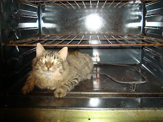 Cat in oven, jewish cat, silly maine coon