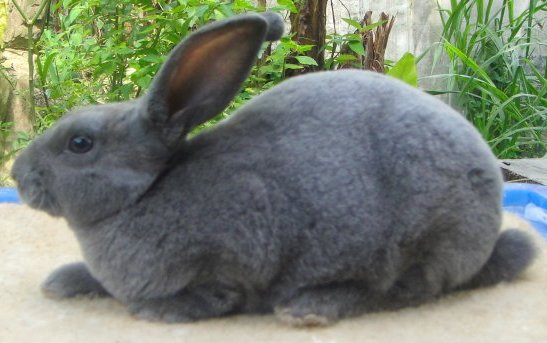 Balcony Bunny: Jenis Warna Arnab