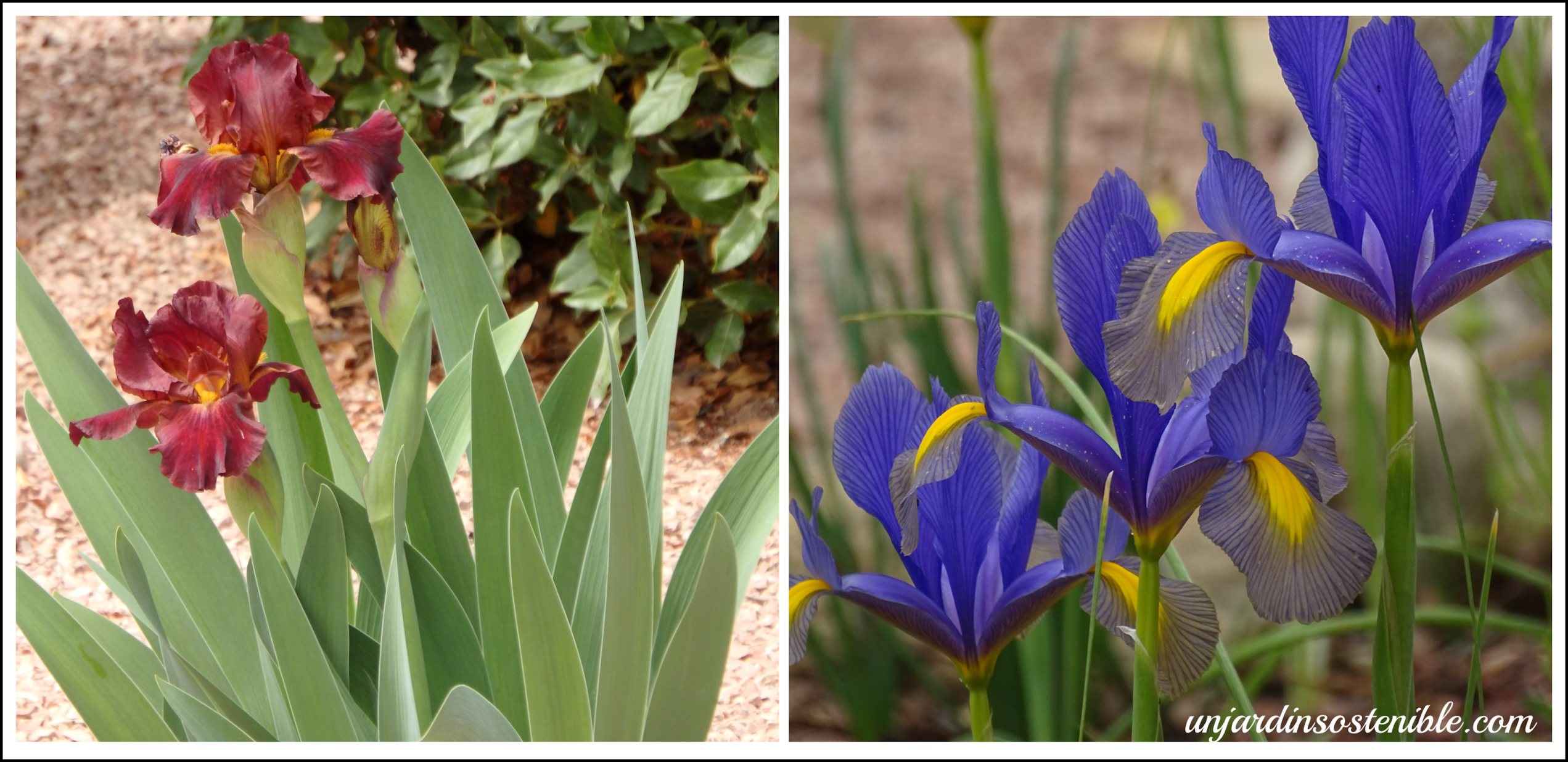 Iris germanica (Iris) - Iris xiphium (Lirio español) o (