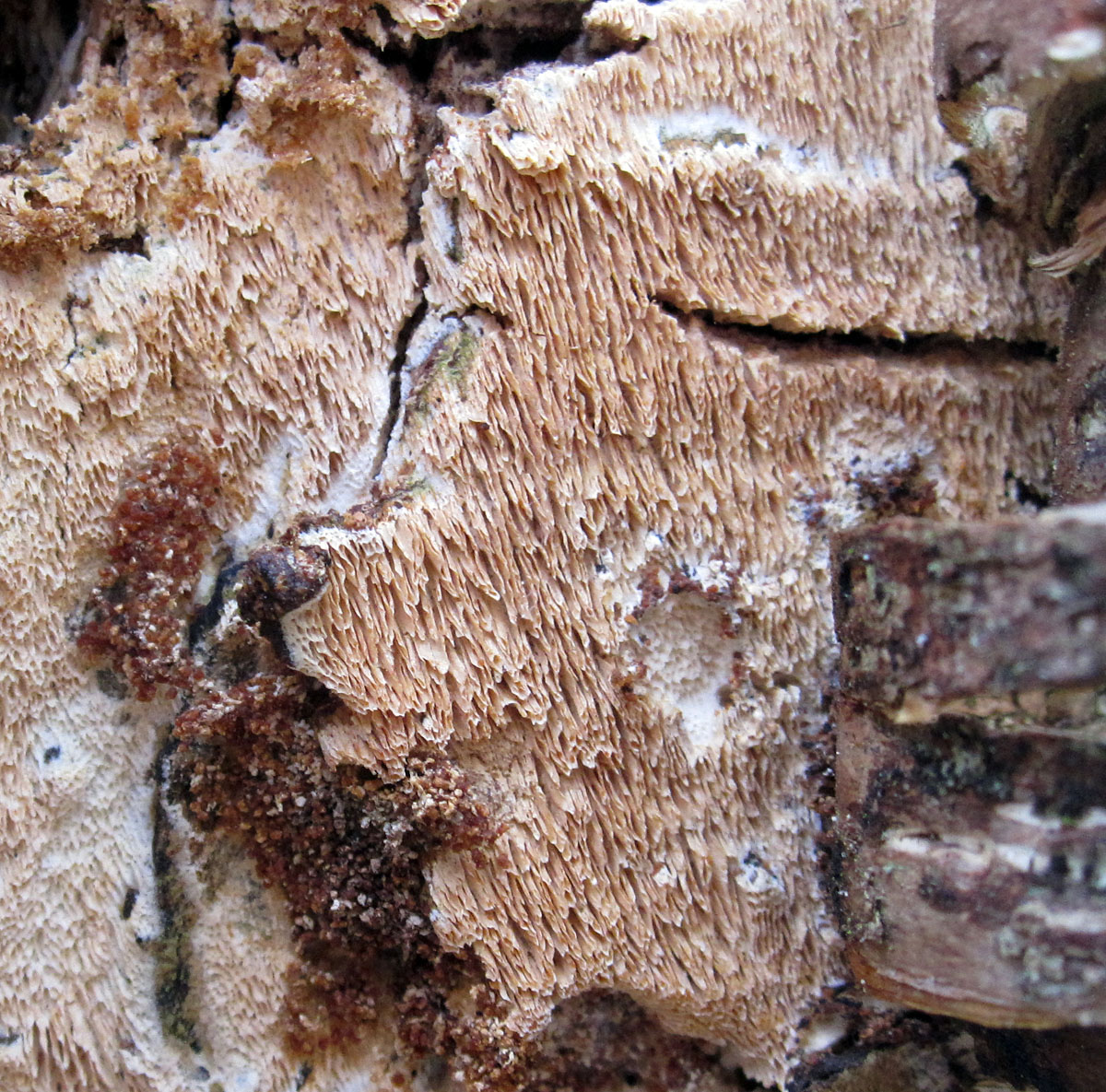 Crofton Heath, April. Naturally