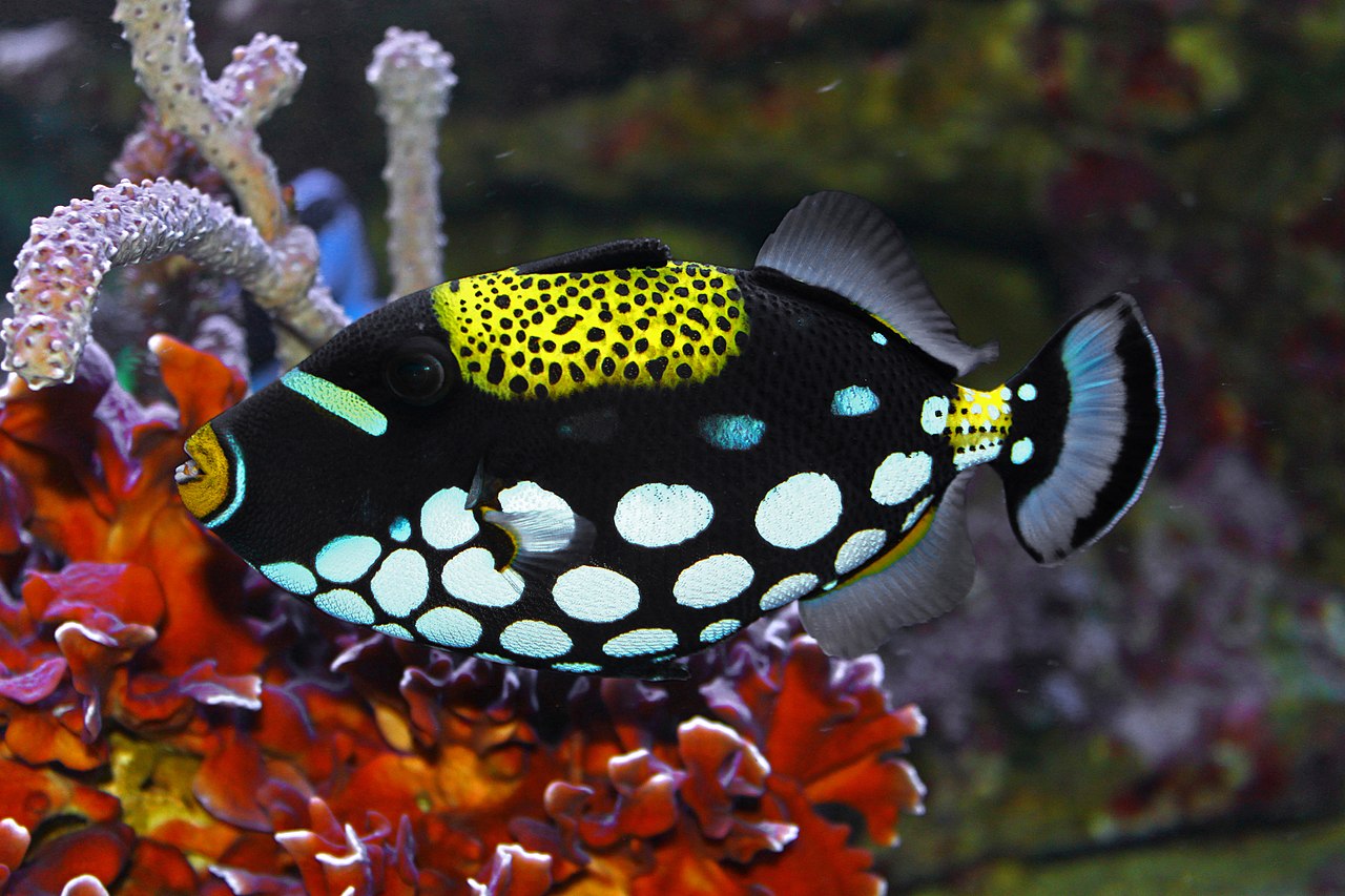 Is Triggerfish poisonous? Can a Trigger fish bite? Images & Video