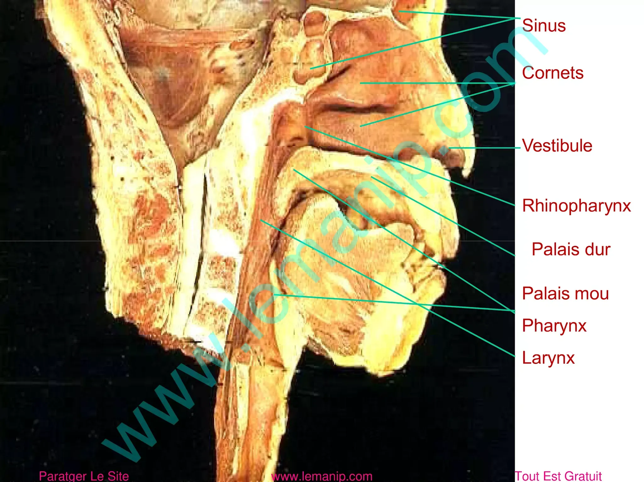 Anatomie 3D Voies aériennes supérieures