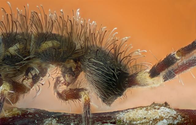 Real Monstrosities: Springtail