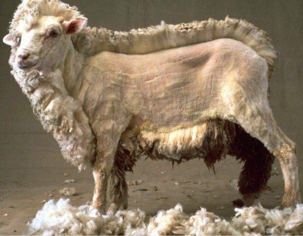 Terrierman’s Daily Dose: Most Sheep Wool No Longer Has Any Value