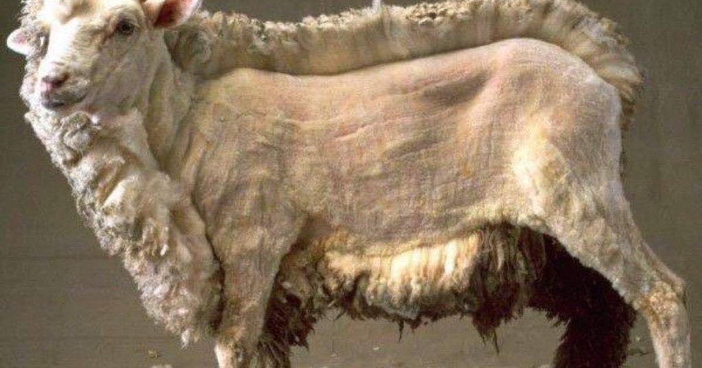 Terrierman's Daily Dose Most Sheep Wool No Longer Has Any Value