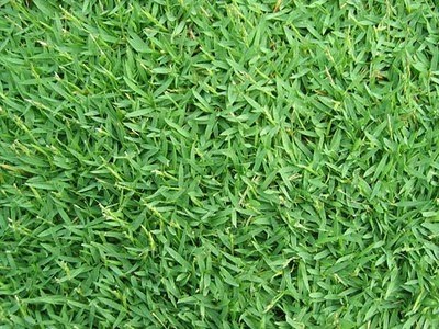 PEMBEKAL RUMPUT MALAYSIA: RUMPUT KARPET / PHILIPPINES GRASS