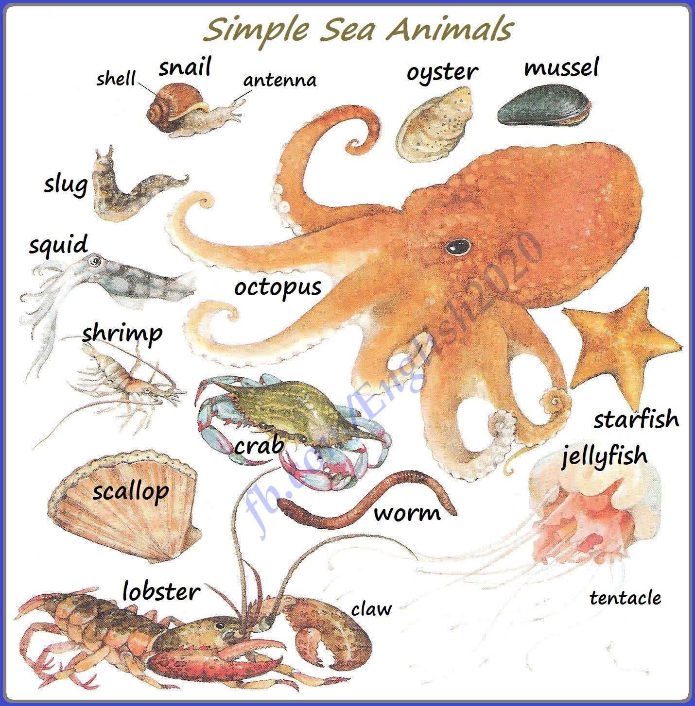WE SPEAK ENGLISH TOO: SEA ANIMALS